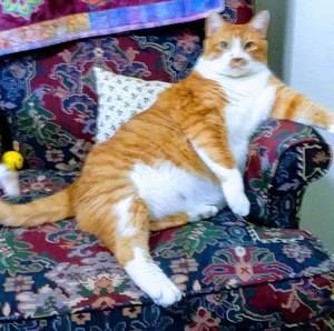 Meet your Posher, Patsy h.